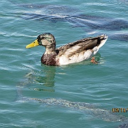 Picture 057